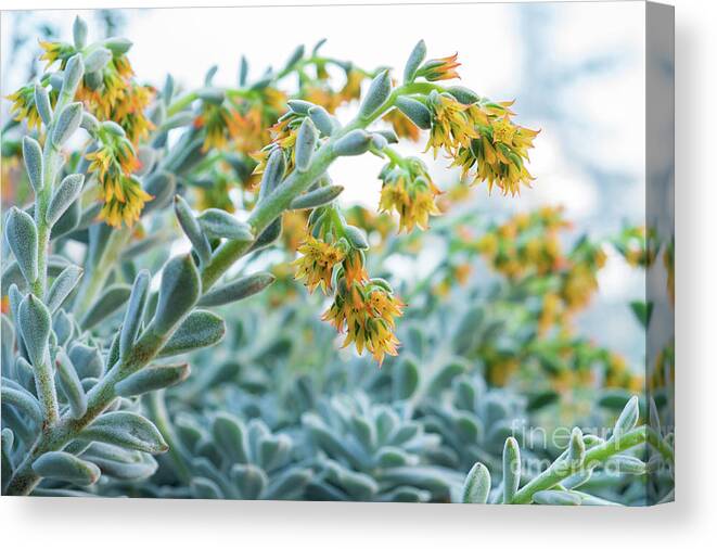 Mexican Echeveria In The Morning By Marina Usmanskaya Canvas Print featuring the photograph Mexican Echeveria in the morning by Marina Usmanskaya