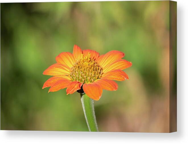 Mexican Sunflower Canvas Print featuring the photograph Mexican Sunflower 2018-1 by Thomas Young
