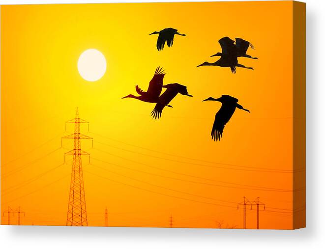 #migration #stork #nature #wildlife #birds #1x Canvas Print featuring the photograph Migration Routes by Hasan Baglar