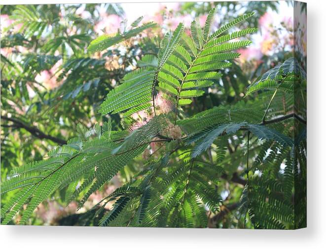 Mimosa Tree Canvas Print featuring the photograph Mimosa Tree Blooms and Fronds by Christopher Lotito