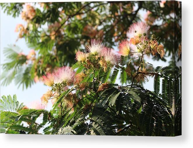 Mimosa Canvas Print featuring the photograph Mimosa Tree Flowers by Christopher Lotito