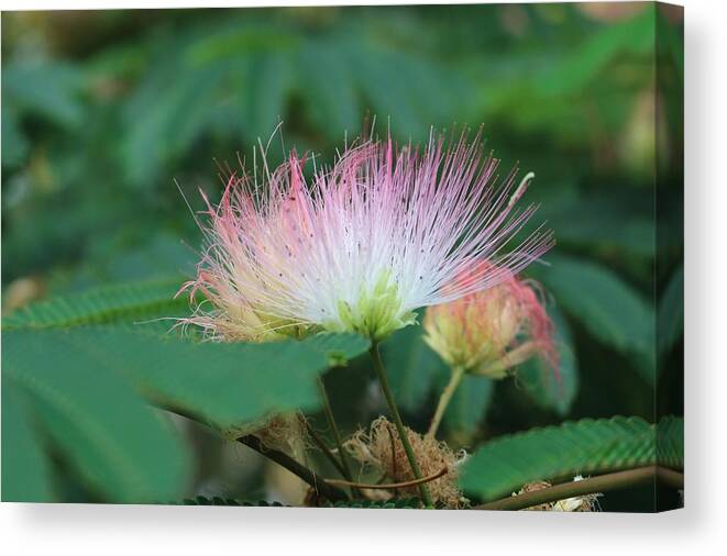 Macro Canvas Print featuring the photograph Mimosa Tree in Bloom by Christopher Lotito