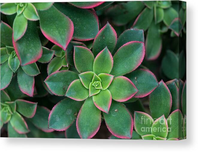 Container Canvas Print featuring the photograph Miniature Succulent Plants by Asharkyu