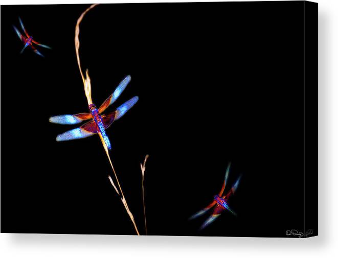 Dragonfly Canvas Print featuring the photograph Minimalist Dragonfly by Dee Browning