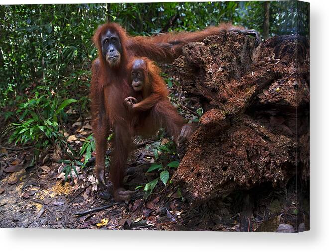 Orangutan
Mom
Mother
Baby
Son
Jungle
Forest
Wild
Wildlife
Nature
Asia
Indonesia
Sumatra Canvas Print featuring the photograph Mom & The Baby by Marco Pozzi