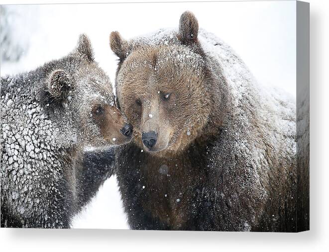 Snow Canvas Print featuring the photograph Mom And Cub by Igor Rossetto