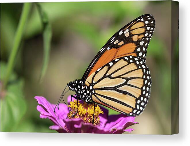 Monarch Butterfly Canvas Print featuring the photograph Monarch 2018-32 by Thomas Young