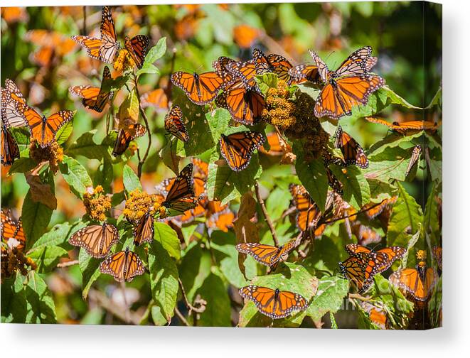Forest Canvas Print featuring the photograph Monarch Butterfly Biosphere Reserve by Noradoa