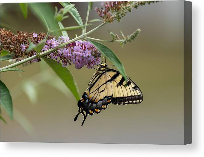 Monarch Canvas Print featuring the photograph Monarch Butterfly by Jie Xu