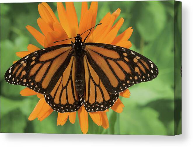 Orange Color Canvas Print featuring the photograph Monarch Butterfly by Nancy Nehring