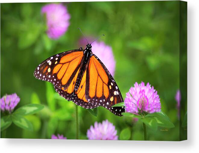 Monarch Butterfly Canvas Print featuring the photograph Monarch Butterfly On Pink Clover Flowers by Christina Rollo