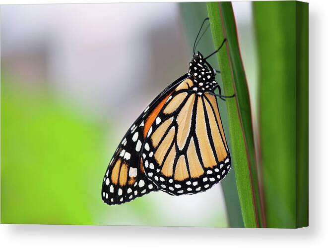 Insect Canvas Print featuring the photograph Monarch Butterfly On Leaf by Pndtphoto