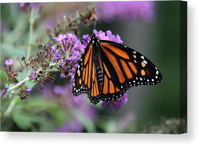 Butterfly Canvas Print featuring the photograph Monarch by David Pratt