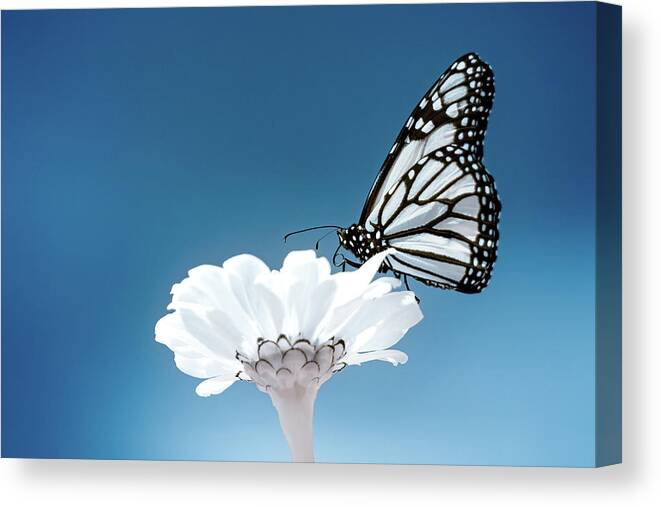Ir Infra Red Infrared Monarch Butterfly Butterflies Flower Flowers Floral Botany Botanical Outside Outdoors Nature Natural Insect Ma Mass Massachusetts U.s.a. Brian Hale Brianhalephoto Fine Art 720nm Canvas Print featuring the photograph Monarch in Infrared 3 by Brian Hale