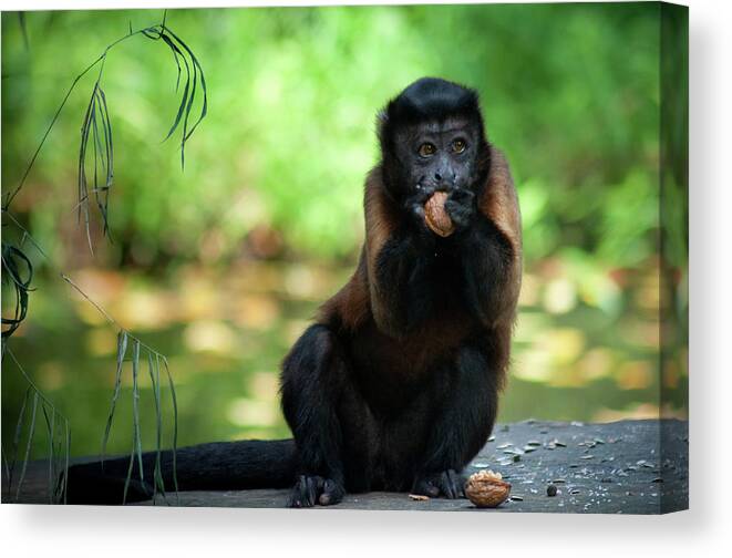 Nut Canvas Print featuring the photograph Monkey Eating Nuts by Sean Lowcay - Www.seanlowcay.com