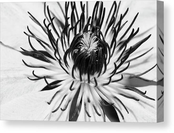 Clematis Canvas Print featuring the photograph Monochromatic Clematis by Catherine Avilez