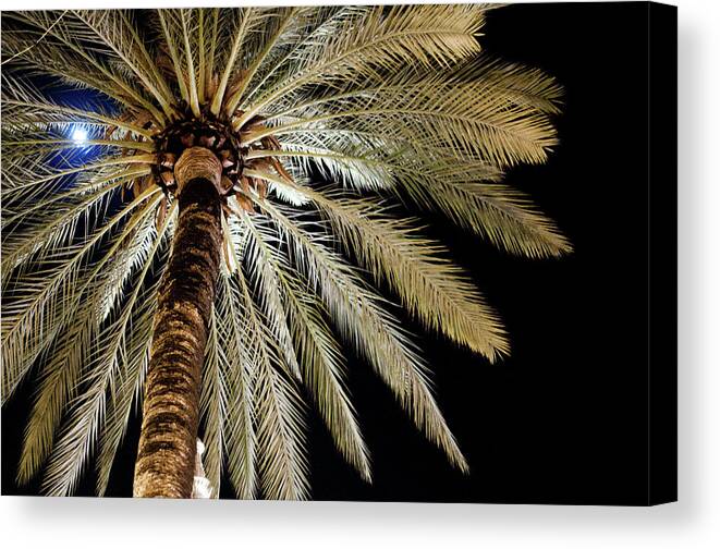 Outdoors Canvas Print featuring the photograph Moon Through Palm Tree by Photo By Stuart Gleave