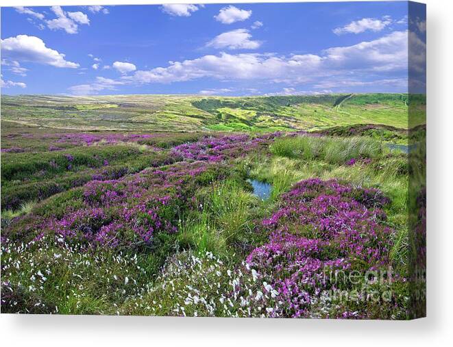 Yorkshire Moors Canvas Print featuring the photograph Moorland Heather and Cottongrass by Martyn Arnold