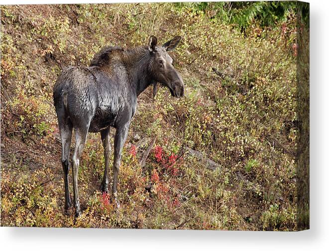 Moose Canvas Print featuring the photograph Moose a drippin by Debra Baldwin