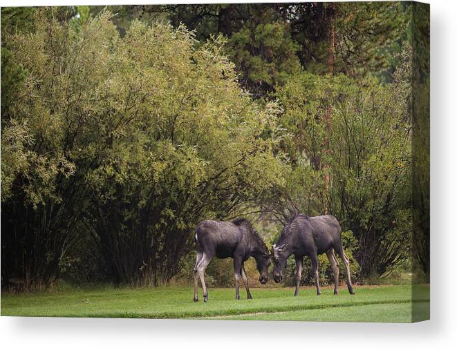 Young Moose At Play Canvas Print featuring the photograph Moose at play by Julieta Belmont