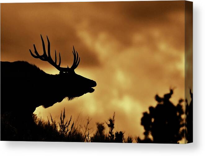 Animal Themes Canvas Print featuring the photograph Moose At Sunrise by Photo By James Keith