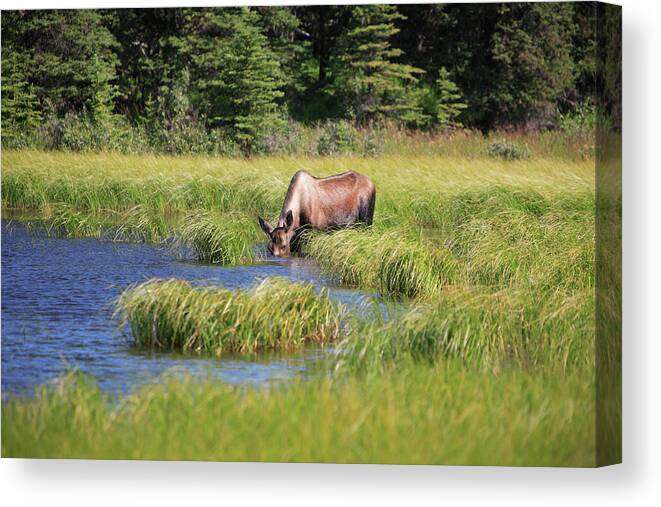Grass Canvas Print featuring the photograph Moose Feeding In A Pond by Raclro