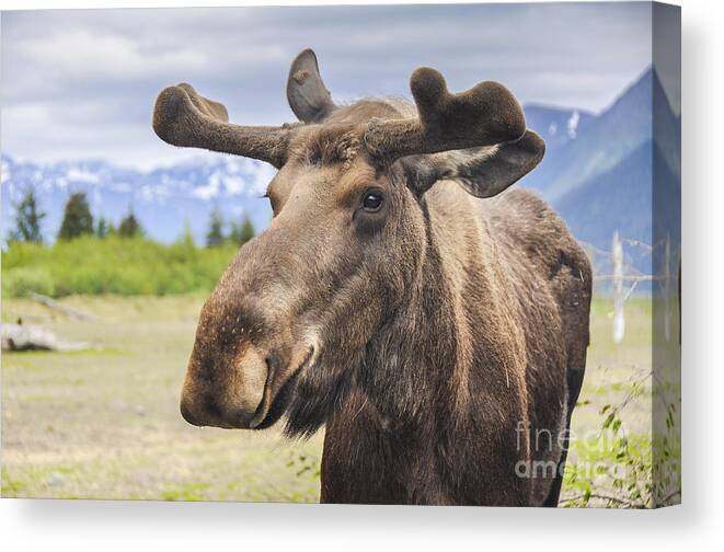 Deer Canvas Print featuring the photograph Moose In Alaska Usa by Noradoa