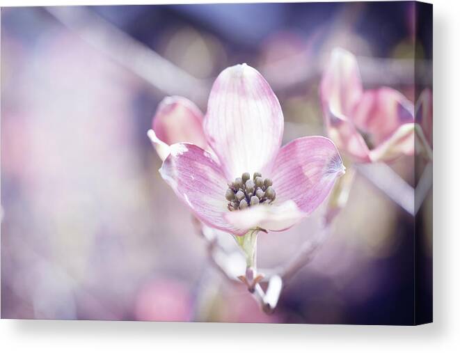 Pink Dogwood Flower Canvas Print featuring the photograph Morning Dogwood by Michelle Wermuth