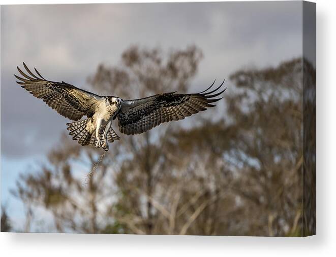 Osprey Canvas Print featuring the photograph Morning Flight ! by Alfred Forns