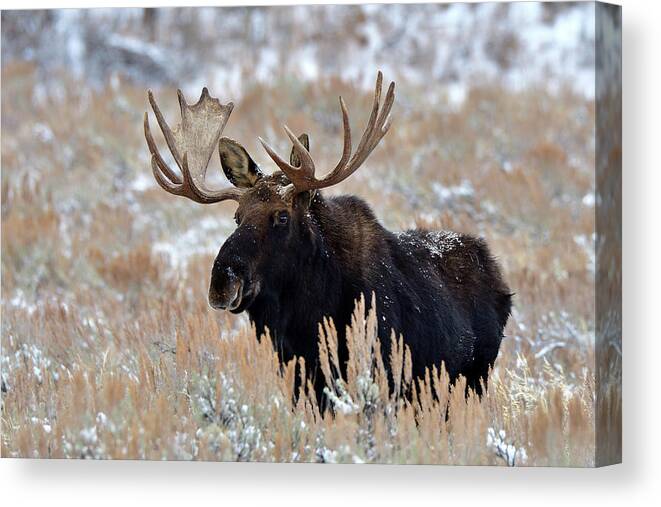 Moose Canvas Print featuring the photograph Morning Moose by Michael Morse