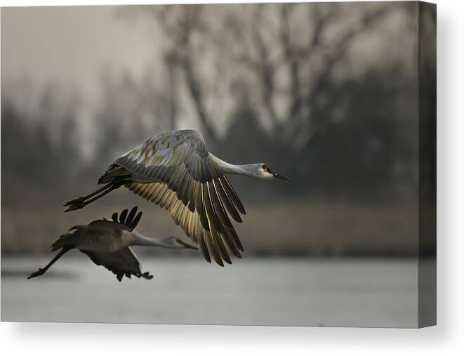 Crane Canvas Print featuring the photograph Morning Style by Young Feng