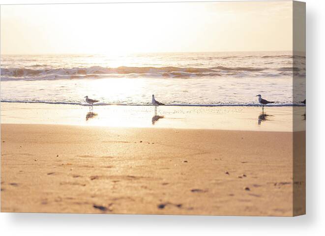 Seagull Canvas Print featuring the photograph Morning Sunrise Of Seagulls On The Beach by Cavan Images