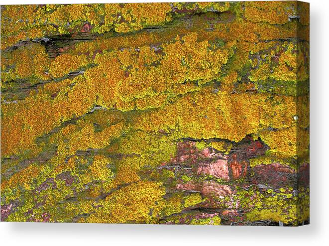 Mossy Wood 001 Canvas Print featuring the photograph Mossy Wood 001 by Tina Lavoie