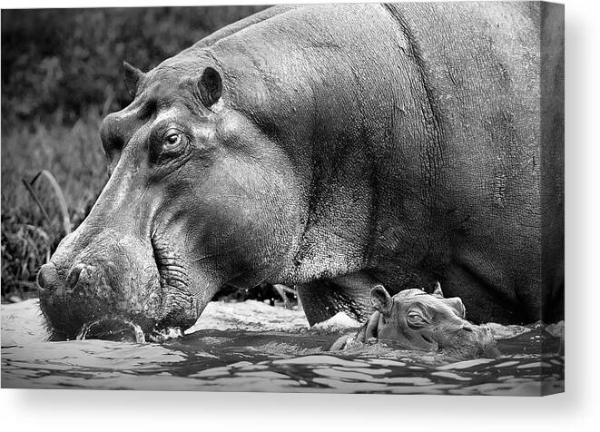Hippo Canvas Print featuring the photograph Mother And Baby by Thomas Andersson