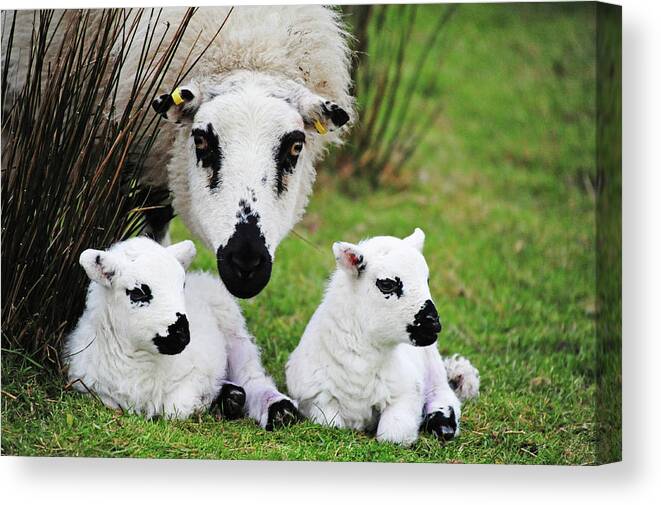 Grass Canvas Print featuring the photograph Mother And Her Twins by John B R Davies
