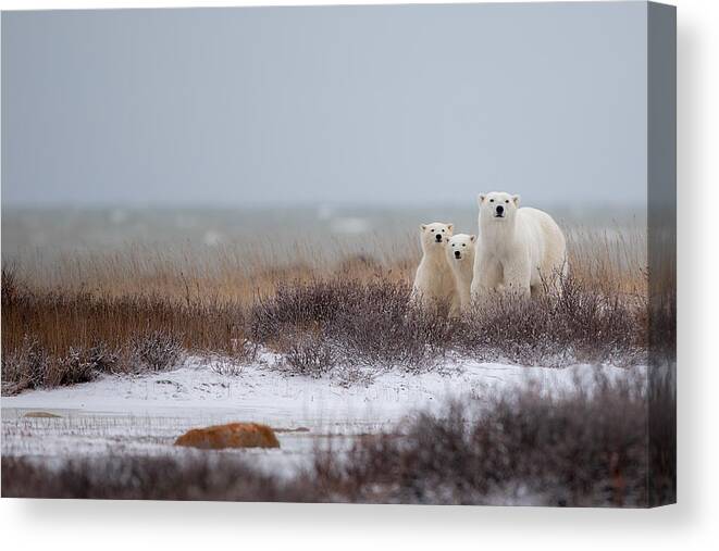 Wildlife Canvas Print featuring the photograph Mother With Cubs by Alessandro Catta