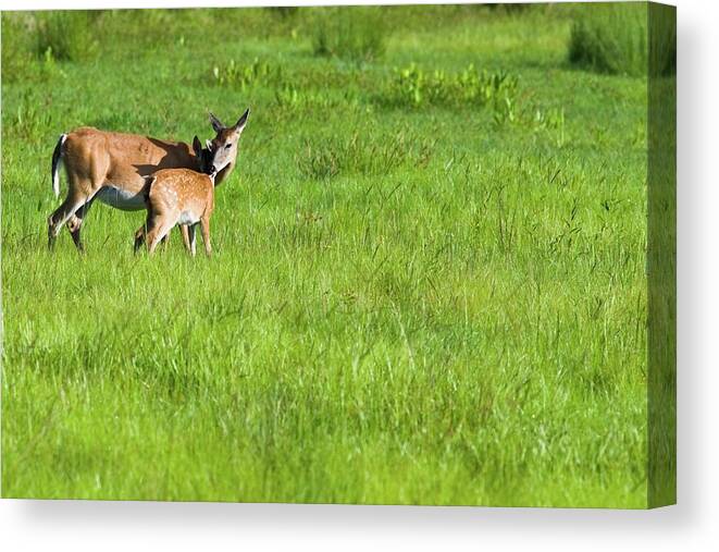 Fawn Canvas Print featuring the photograph Mother's Day Hugs Doe and Fawn by T Lynn Dodsworth