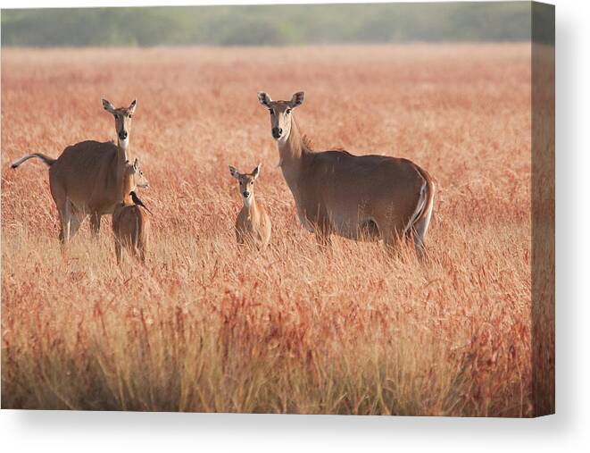 Grass Canvas Print featuring the photograph Mothers With Calf by Ajay K Shah