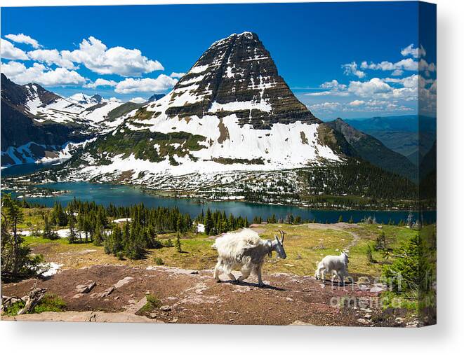 Serenity Canvas Print featuring the photograph Mountain Goats And Hidden Lake Glacier by Pung