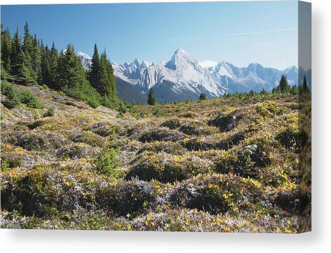Outdoors Canvas Print featuring the photograph Mountain Meadow And Mountains, Jasper by Design Pics / Michael Interisano