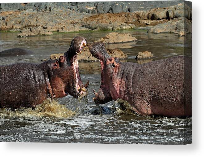 Serengeti Canvas Print featuring the photograph Mouth To Mouth by Nicols Merino
