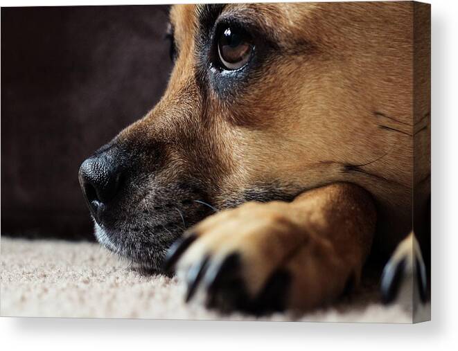 Animal Canvas Print featuring the photograph Moxee by Anamar Pictures
