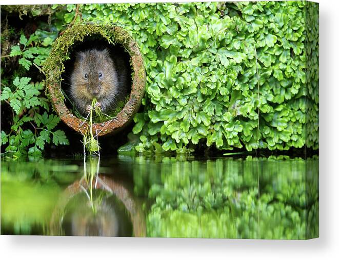 Kent Canvas Print featuring the photograph Mr Ratty From Wind In The Willows by Markbridger