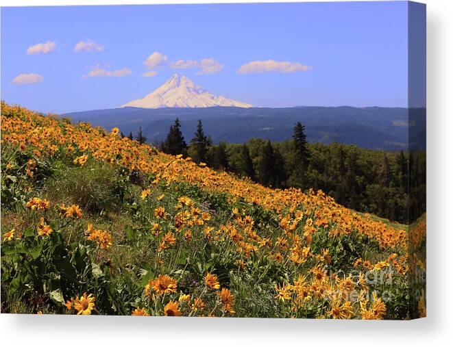 Oak Tree Canvas Print featuring the photograph Mt. Hood, Rowena Crest by Jeanette French