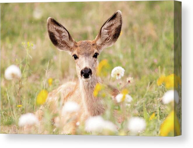 Deer Canvas Print featuring the photograph Mule Deer Fawn Lying in Wildflowers by Tony Hake