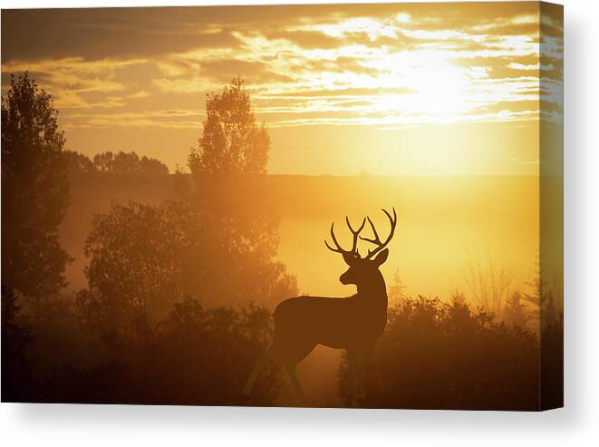 Sunrise Canvas Print featuring the photograph Mule Deer in the Sunrise by Phil And Karen Rispin