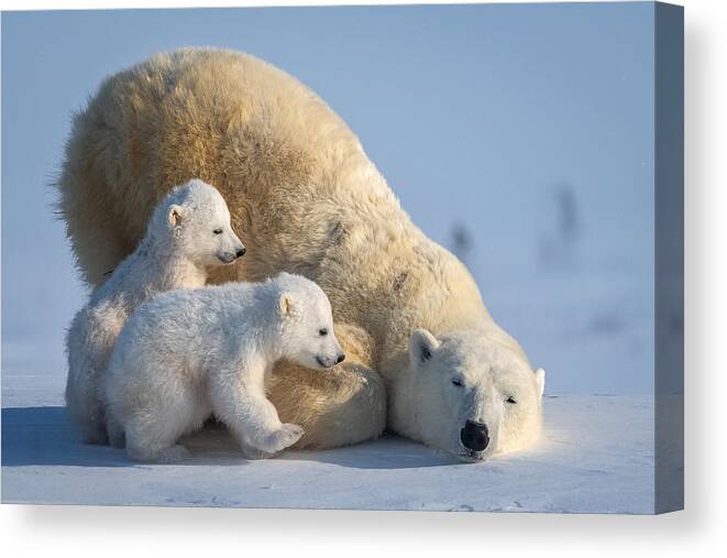 Wildlife Canvas Print featuring the photograph Mum, Play Together by Hung Tsui