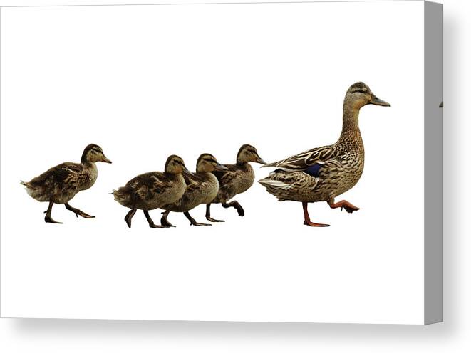 Following Canvas Print featuring the photograph Mumma Duck And Kids by Sidneybernstein