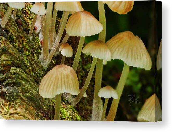 Macro Photography Canvas Print featuring the photograph Mushrooms by Meta Gatschenberger