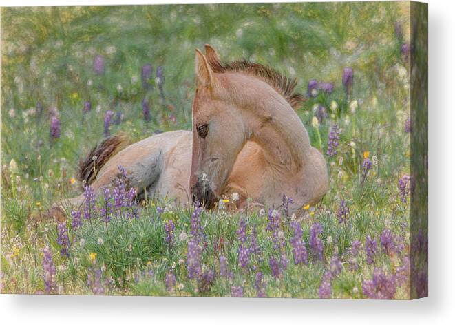 Wild Mustangs Canvas Print featuring the photograph Wild Mustang Foal in the Wildflowers by Marcy Wielfaert